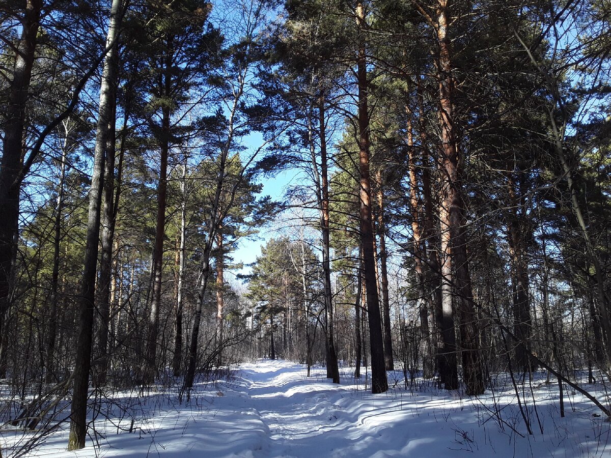 Зимний лес. Фото из личного архива.