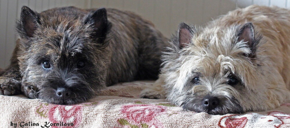 LSq керн терьеры