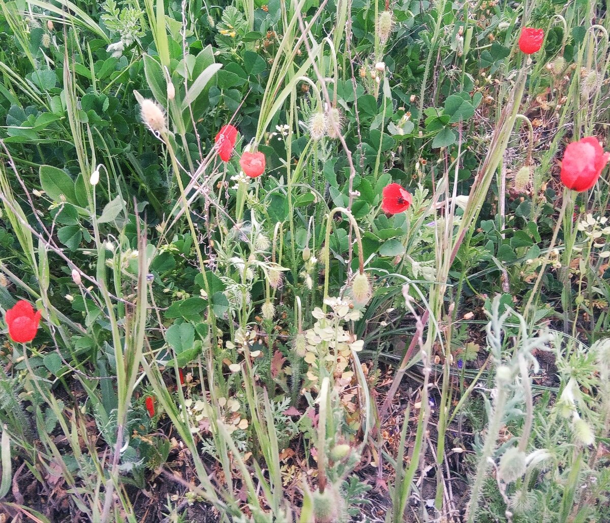 Разнотравье весной