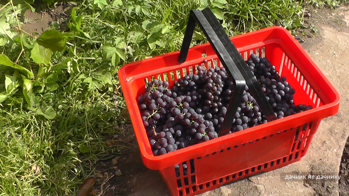 Урожай винограда