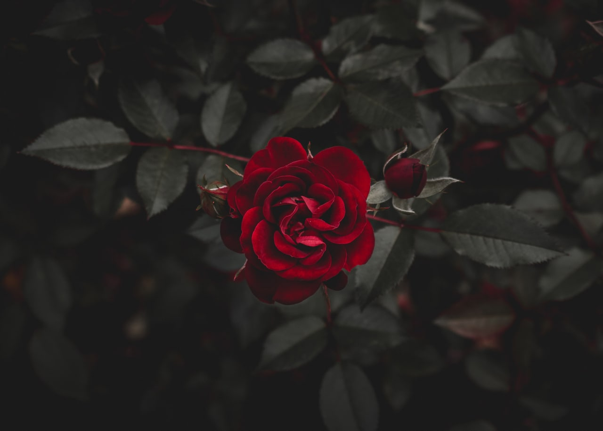 Красные розы видеть во сне.