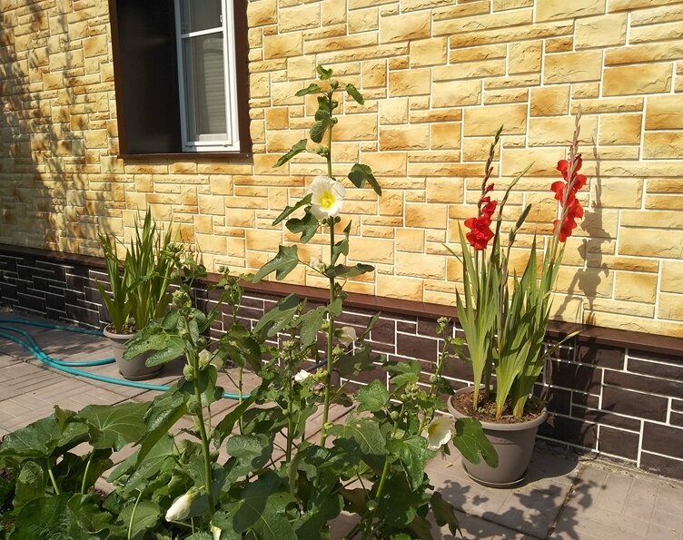 Зацвели два цветоноса гладиолусов сорта Black Sunrise