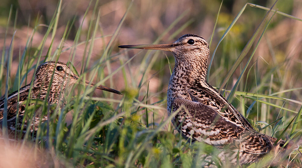 Swinhoe's Snipe - Gallinago megala - Recherche de fichiers audio-visuels - Macau