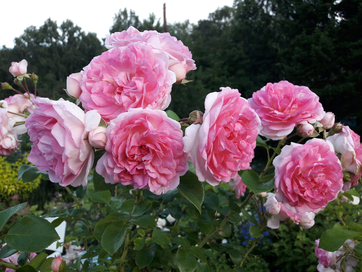 Жасмина, плетистая