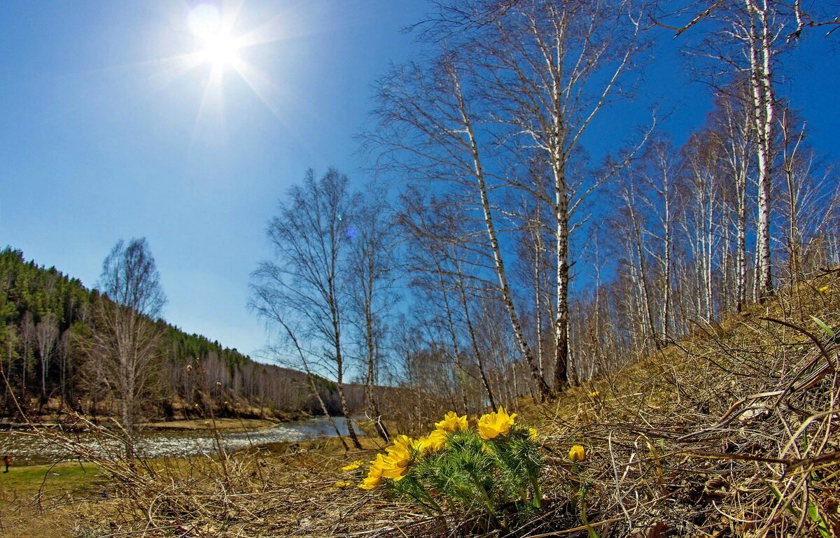Солнце весеннее светит землю ласкает теплом. Апрель природа. Природа весной.