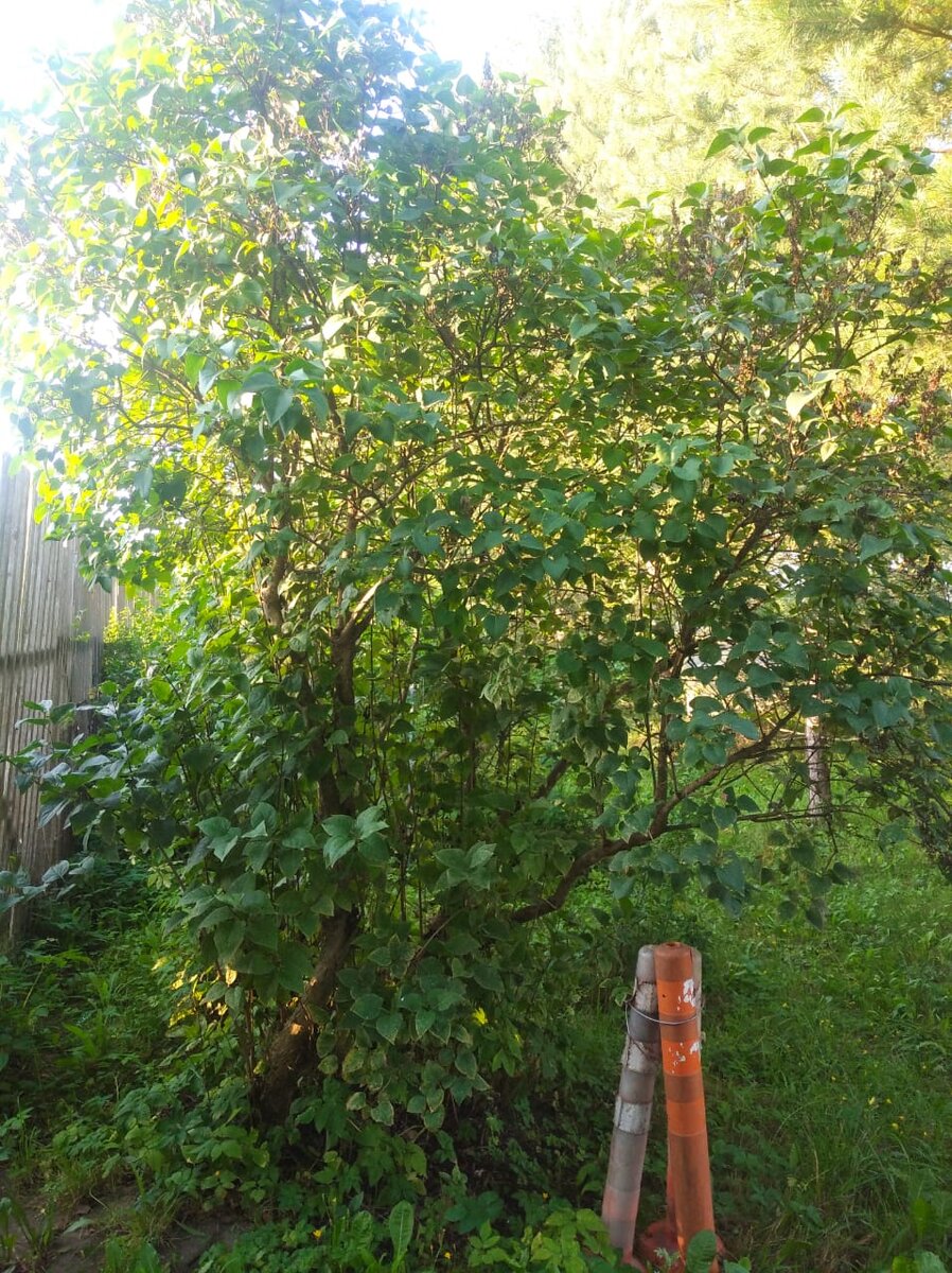 Столбики - это для меня. Уж очень затейливо паркуюсь.