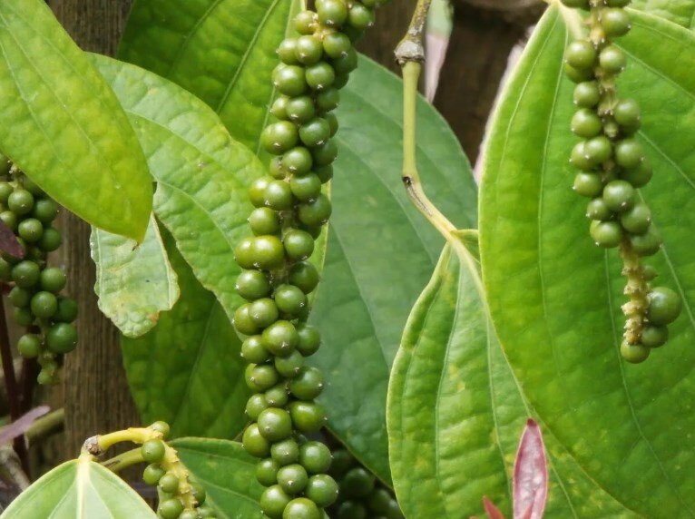 черный перец горошком, фото с интернета