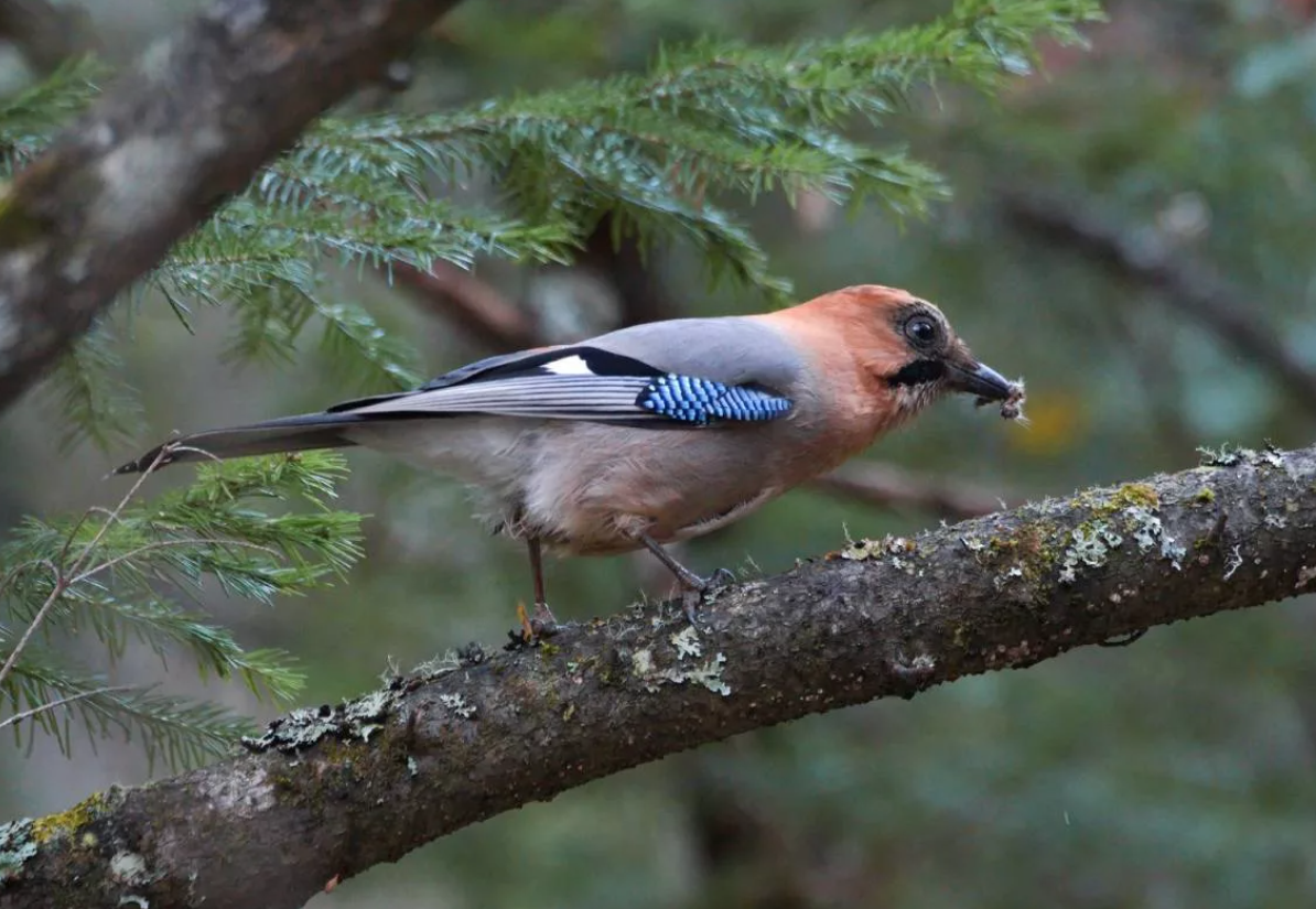 Какая лесная птица. Птица Сойка Крымская. Сойка garrulus glandarius. Сойка Сибирская. Сойка обыкновенная.