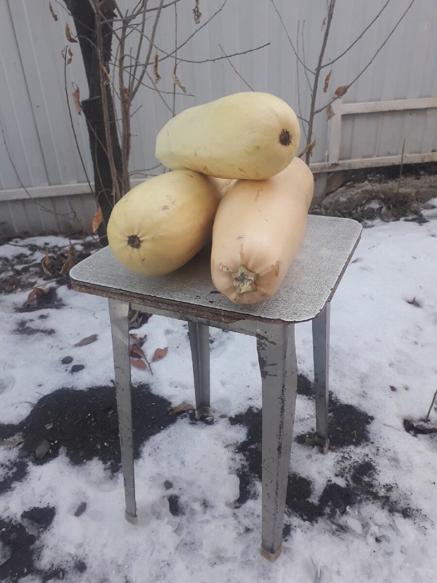 Урожай кабачков. И табуретка в придачу ( фото автора)
