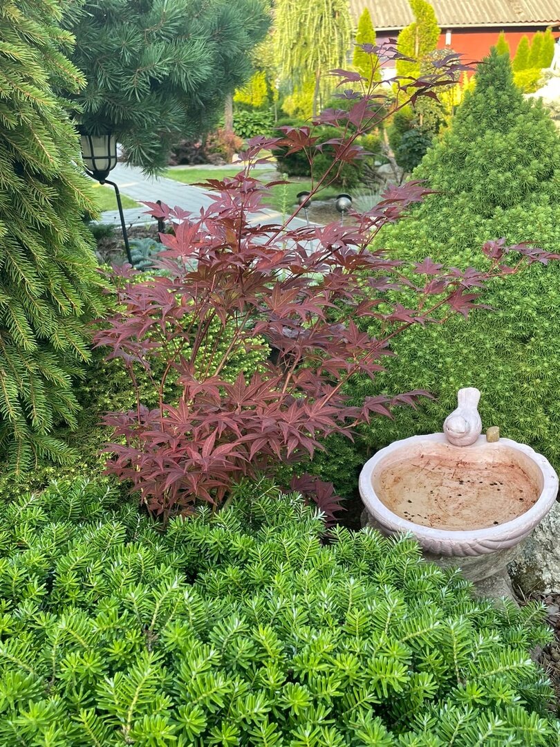 Веерный клён Acer palmatum “Atropurpureum”. Фото Ольги Молчановой