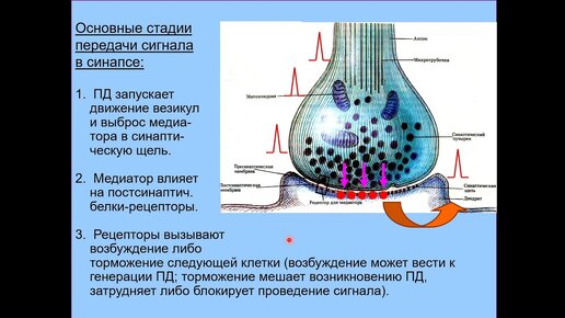 Download Video: Дубынин В. А. - Химия мозга - Строение и работа синапса. Принципы деятельности веществ-медиаторов