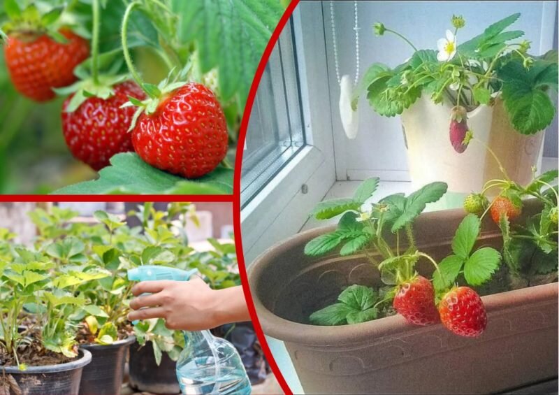 Выращивание клубники дома