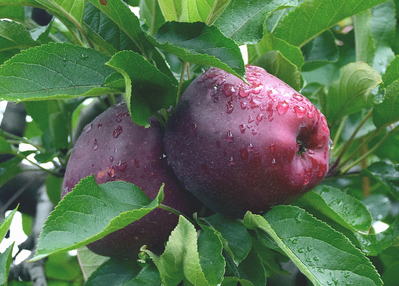 Красивые яблочки