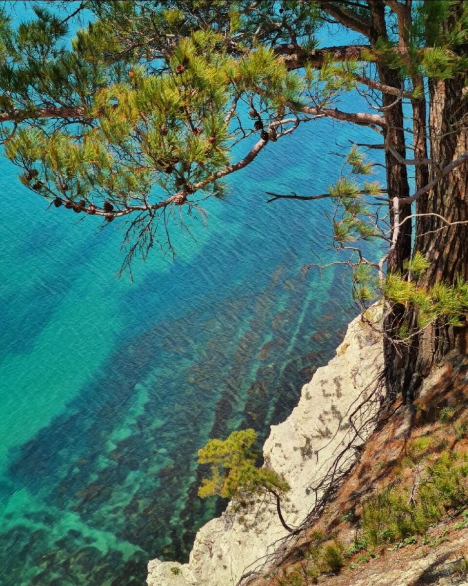 Голубая Бездна в Геленджике. Сосны, море, кайф | Юг Край - Курорты Юга  России | Дзен