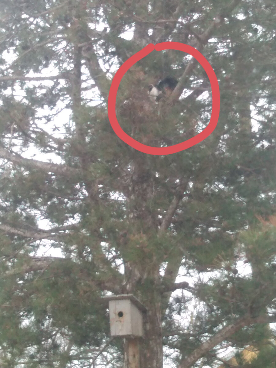 Пушок атакует сверху