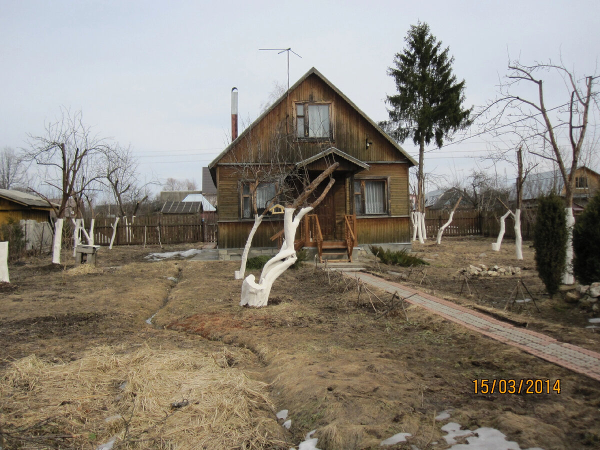 Плодовый сад от старых хозяев нашей дачи. Фото автора. 