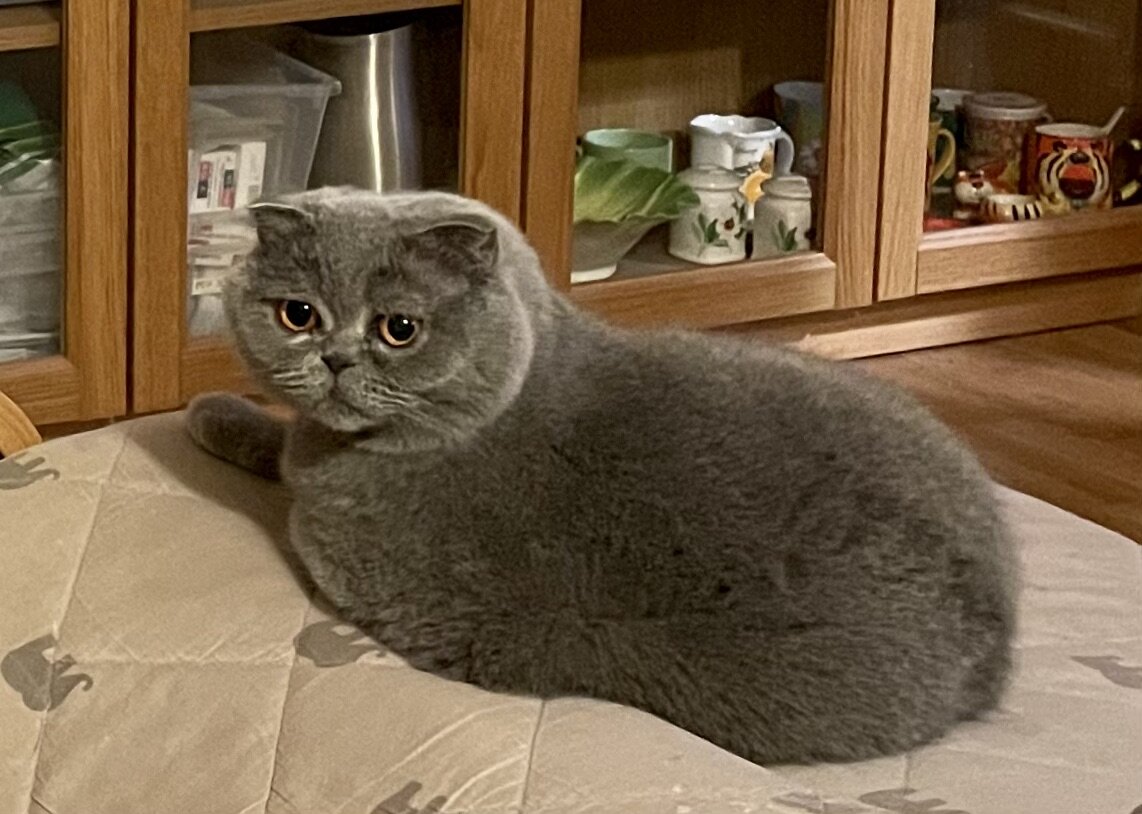 А это наша киса Лора