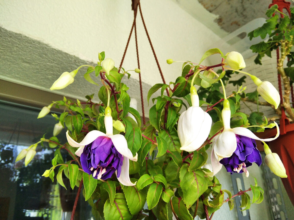 Фуксия Deep Purple,  полуампель с крупными махровыми цветами. 