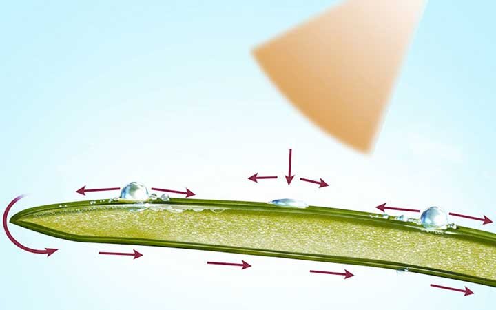 Контактный фунгицид не проникает в ткани