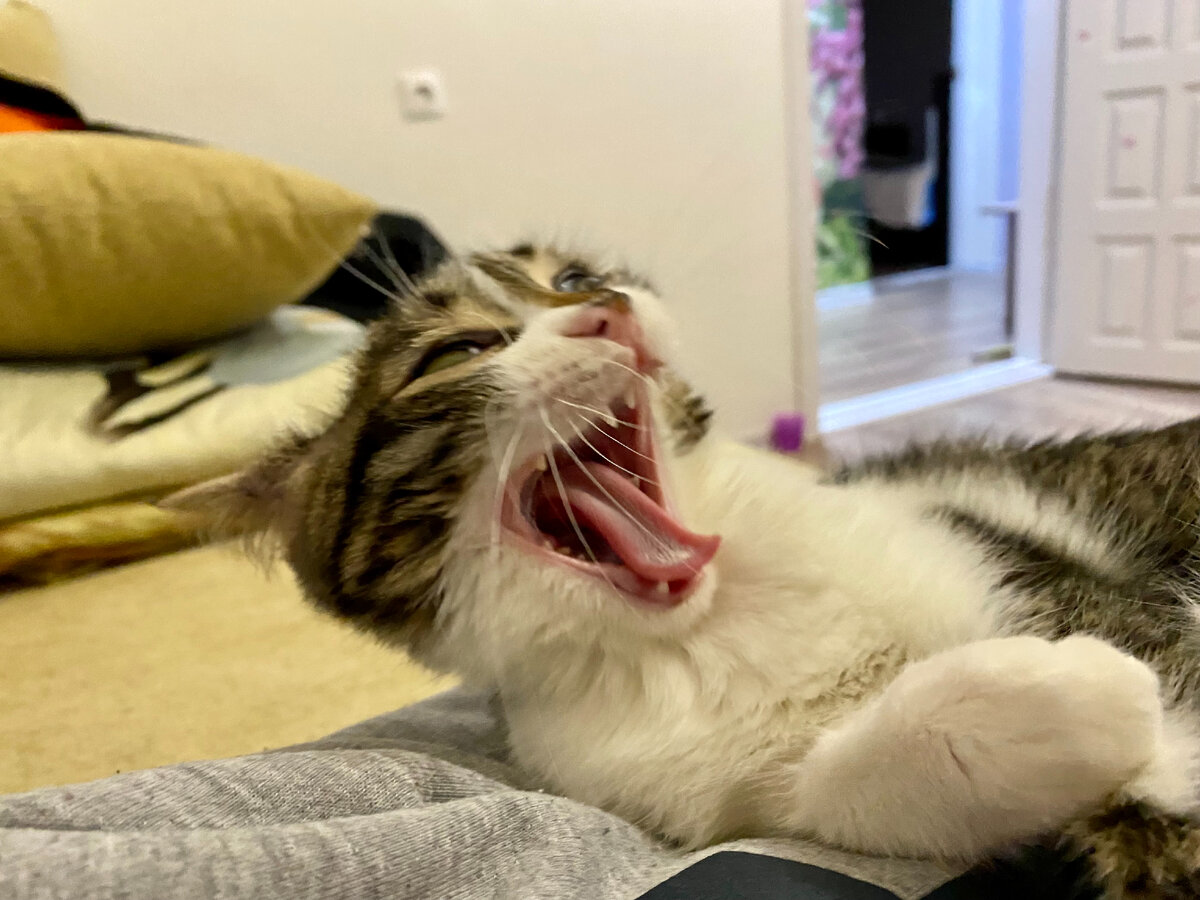 А это тигр львович проснулся:) Стоило немалых трудов поймать момент для фотографии