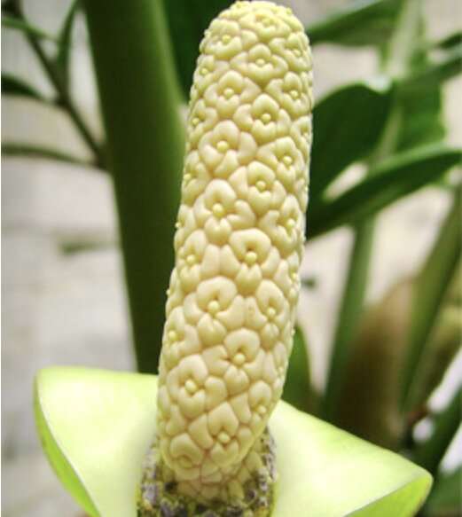 Как цветет замиалискус. Замиокулькас буавена. Замиокулькас цветок. Долларовое дерево цветет. Доллар дерево цветок.