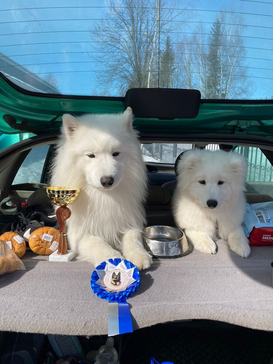 Пич и Чипа. Dog friendly Завидово. Самоеды