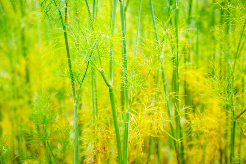 Желтеет укроп на грядке. Фото используется с сайта sad-i-dom.com