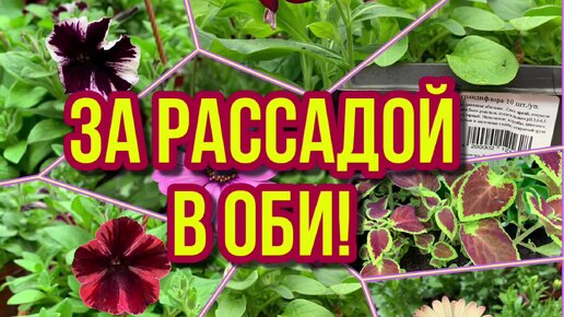 За РАССАДОЙ в ОБИ❗️(ОБИ снова открылся/рассады видимо-невидимо/цветочная и овощная рассада)