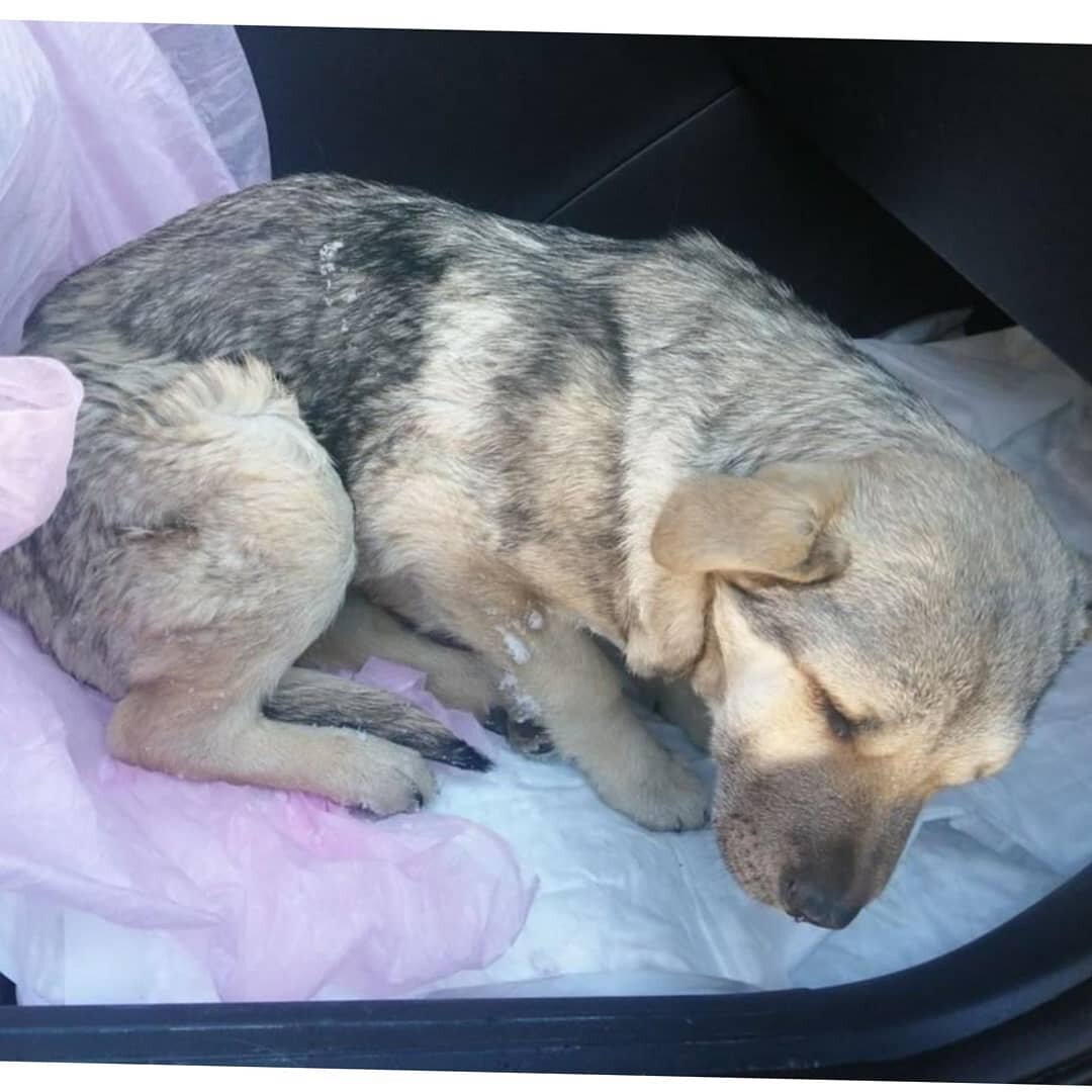 По дороге в клинику 