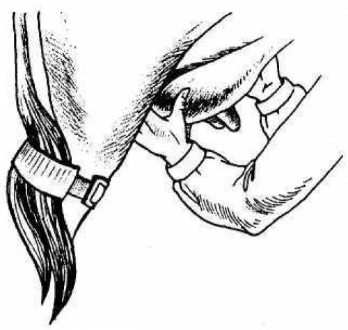 
Массаж вымени перед дойкой