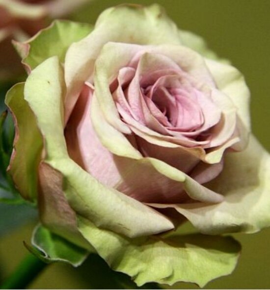 Роза Амнезия (Amnesia) 