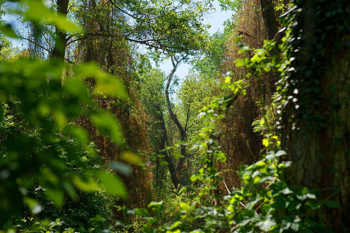 Фото самурского леса