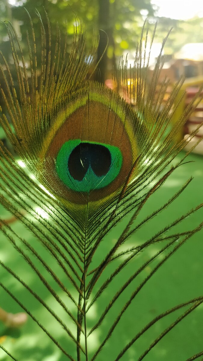 Перо забирать не стали