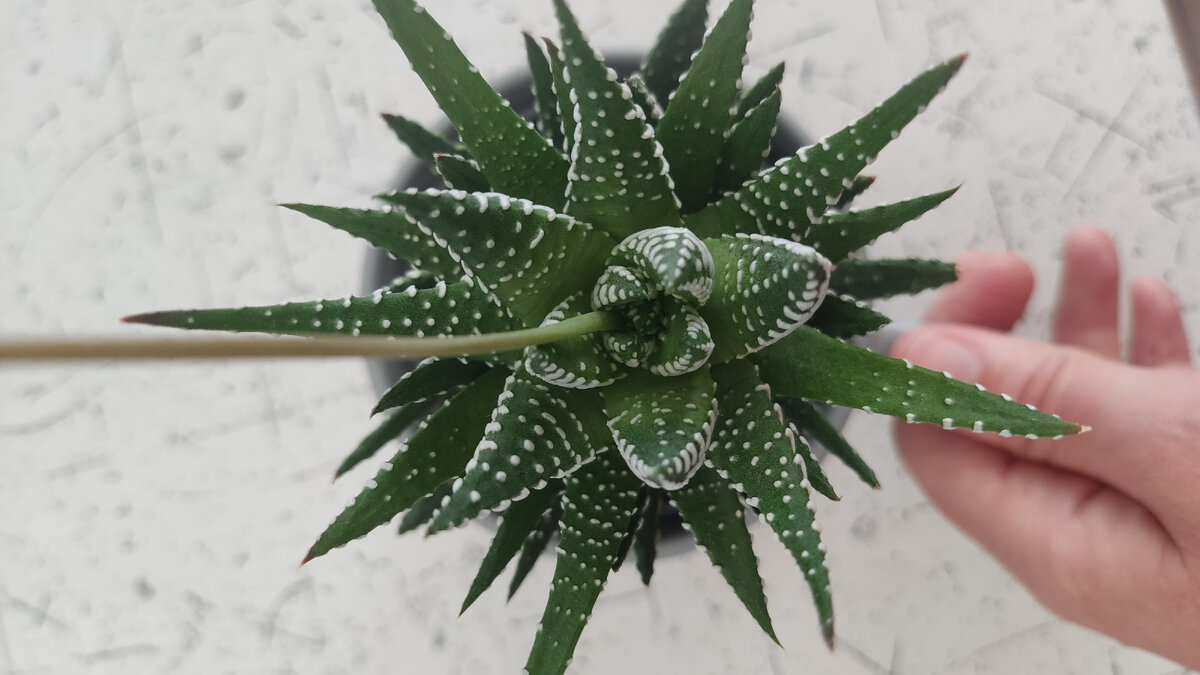 Хавортия 13 см. 