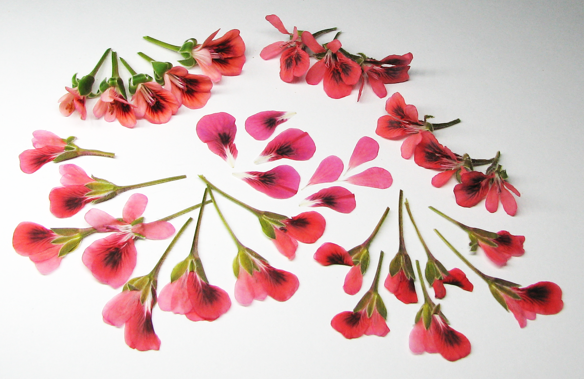 Цветы Пеларгонии Angeleyes Orange: живые в левом верхнем углу, объёмновысушенные в правом углу, плосковысушенные на переднем плане и отдельные лепестки в центре. Цвет может меняться от холодного до тёплого розового в зависимости от освещения. Чем больше солнца, тем теплее цвет. Чтобы получить максимально компактные неосыпающиеся цветочки, срывать нужно окрашенные бутоны и распускать в воде.