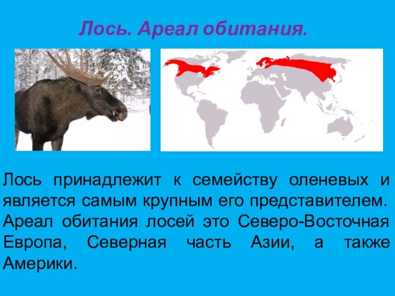 В каких районах обитаешь. Ареал обитания лосей в России. Лось ареал обитания. Ареал обитания лосей в России на карте. Ареал распространения лосей.