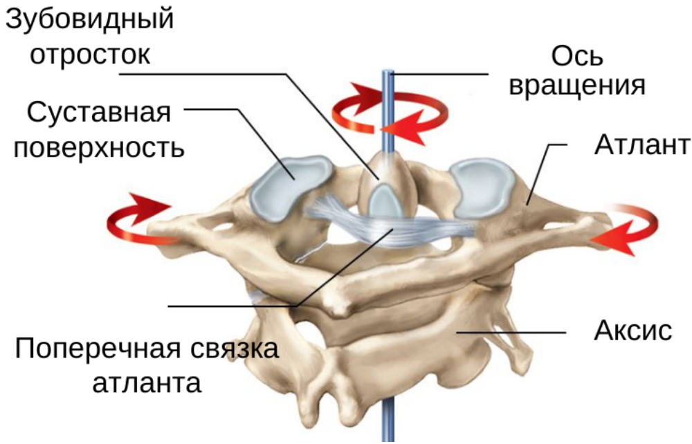 Строение шейного отдела