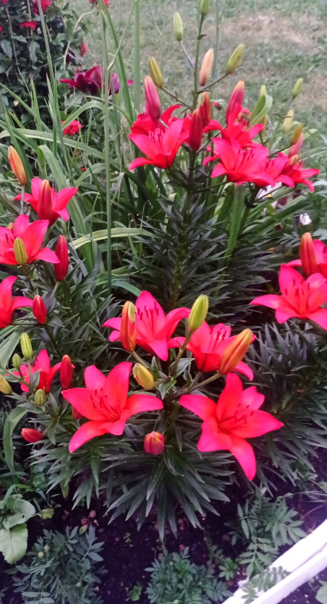 Лилии распускаются