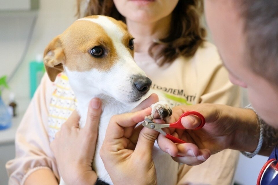     Домашние животные полностью нам доверяют Артем КИЛЬКИН