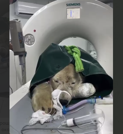    Медведь успешно прошёл КТ Цитата из видео в телеграмм-канале Светланы Радионовой