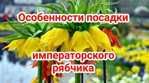 Особенности посадки императорского рябчика