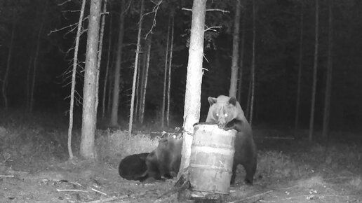 МЕДВЕДИЦА С МЕДВЕЖАТАМИ НА ПРИВАДЕ / Видео с фотоловушки / скрытая жизнь животных