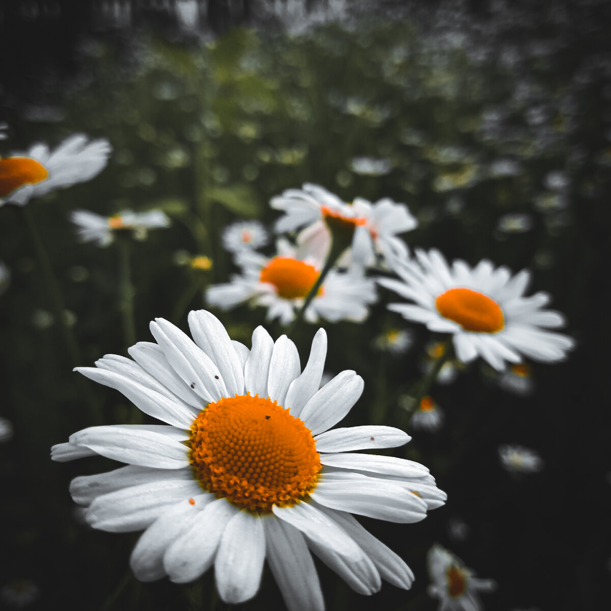 Любовь к ромашкам. 