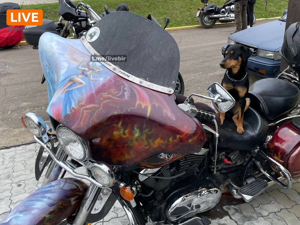 Пес по кличке Байк приехал со своих хозяином из Благовещенска. Фото - LIVE DV.📷
📷
📷
