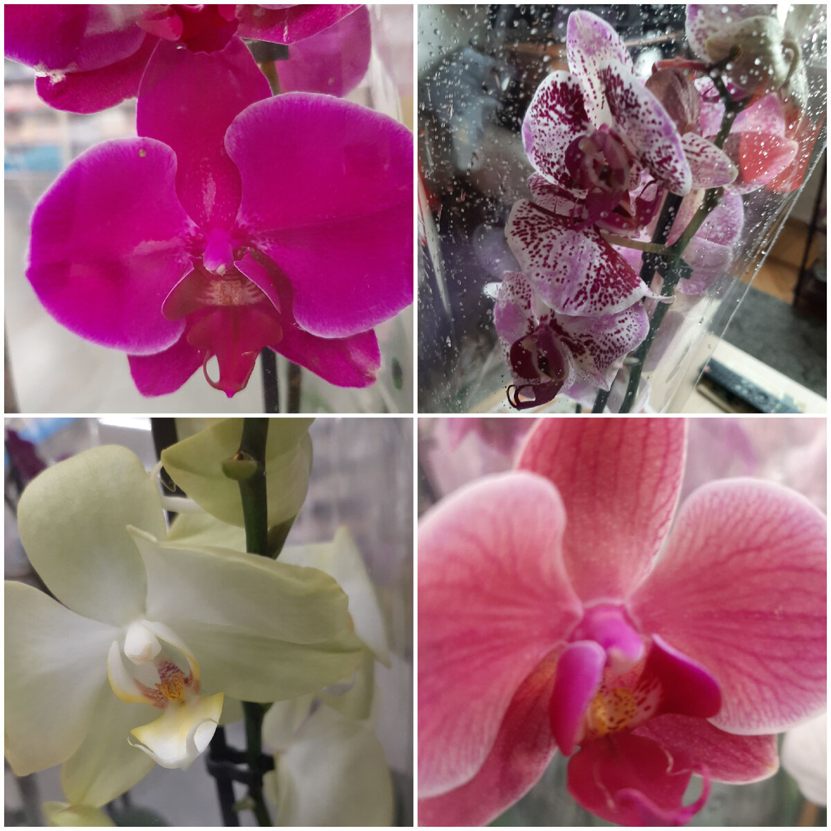 Выбор цветов на любой вкус и кошелёк. Растения отличаются по размеру, цвету, цене. Как не промахнулся и сделать правильный выбор?