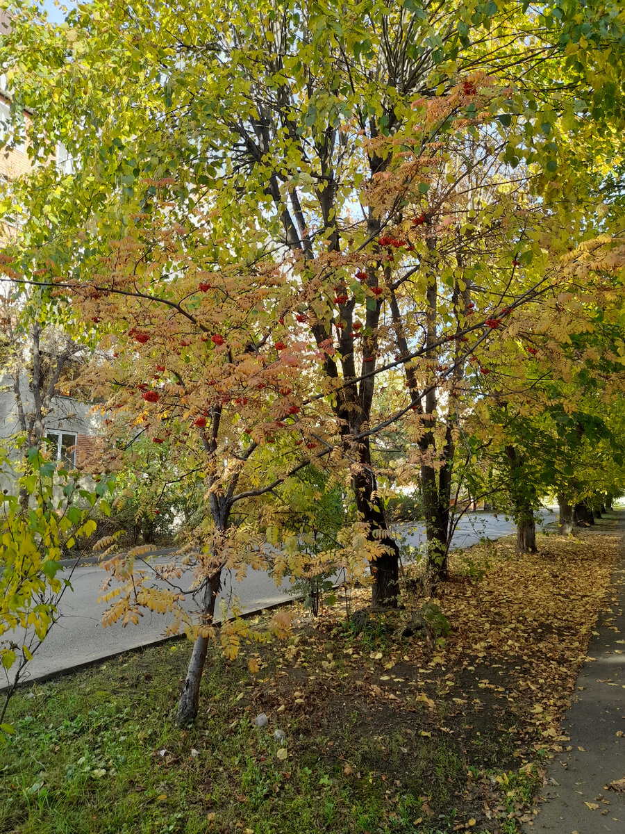 Фото из личного архива. Одна из улиц моего города. Молодая рябинка очень красивая