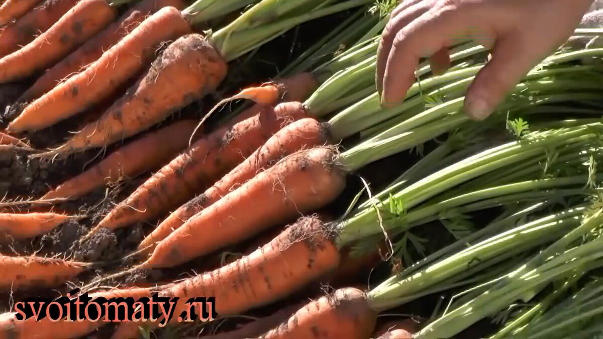 Урожай моркови посеянной под зиму