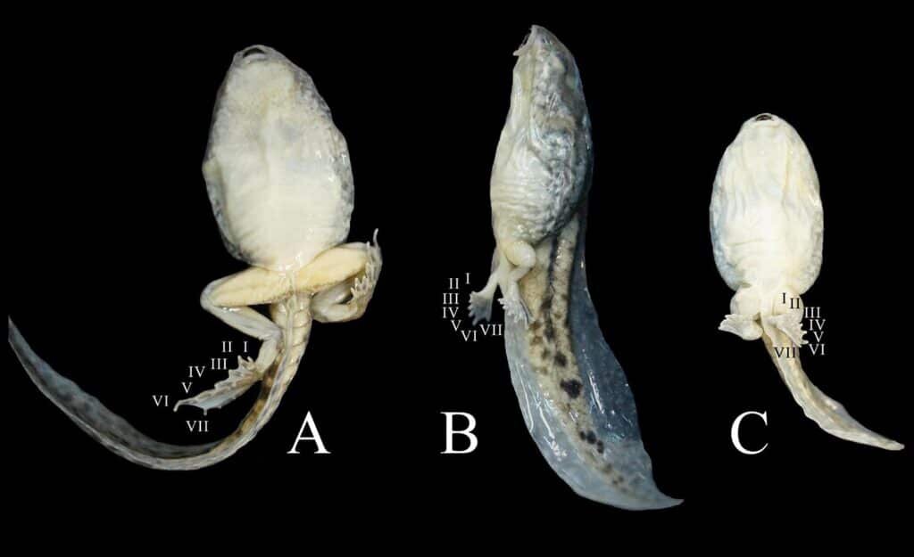    Уродство развивающихся амфибий: 7 пальцев (I-VII) / © Свинин и др.