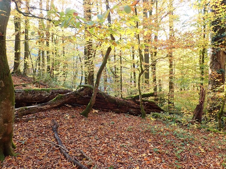 Источник:http://parkinfo-tv.ru/