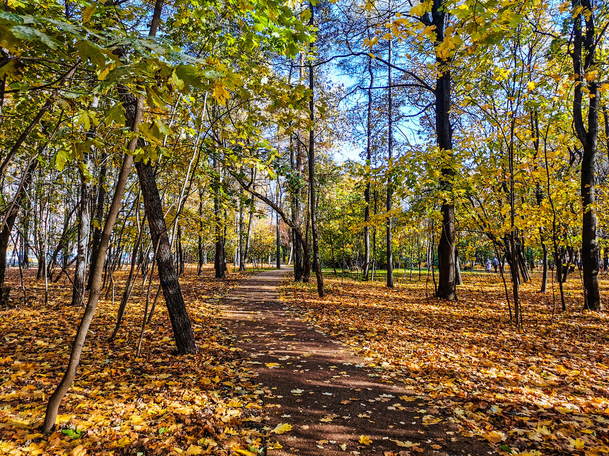 Всехсвятская роща в Щукино. 